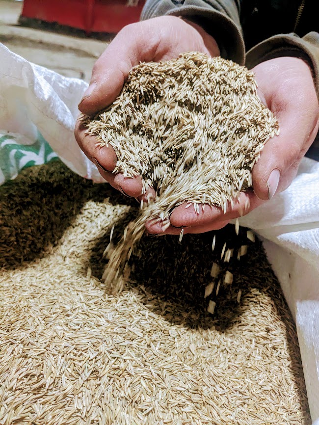 quality seeds for sowing new and existing lawns